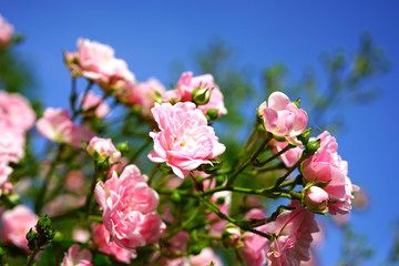 Clusters of small pink rose flowers on a shrub in the garden