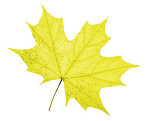 Fototapeta premium gold maple tree leaf skeleton on white