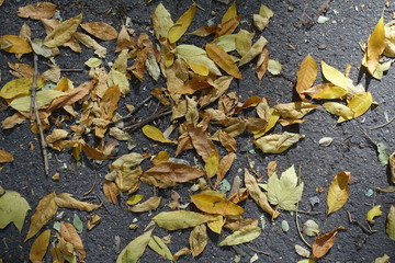 Top view of fallen leaves on asphalt in autumn