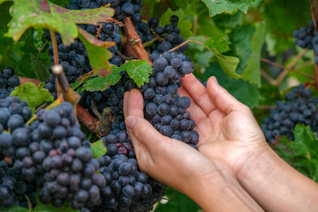 Close up of hands of a young woman with freshly delicious ripe dark blue grapes on green leaves background. People holding grapes concept. Plantation of grape-bearing vines. Autumn harvest in Spain. © Olga