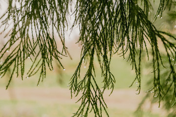 sequoia crown in raining day with drops of water