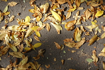 Yellow fallen leaves on asphalt in mid October