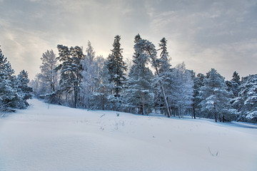 cold winter pine trees in snow