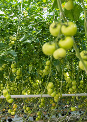 Tomatoes ripening in a greenhouse full of sunlight