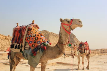 Rolgordijnen Kamelen in de woestijn voor toeristische rit © Dmytro Ogir