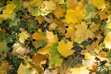 Yellow leaves of maple covering Glechoma hederacea in autumn