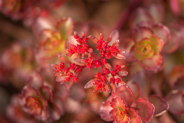 beautiful pink flower on a pink background