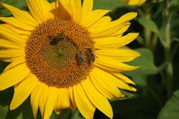 Fototapeta premium sonnenblume