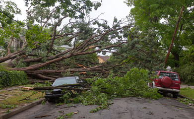 Fallen tree hurricane tornado storm devastation.