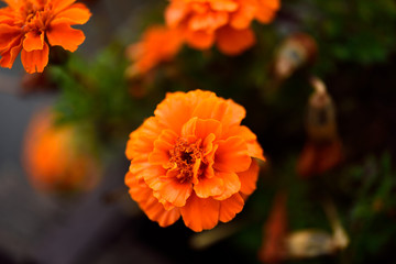 Photo of Golden cosomos　Taken in Japan