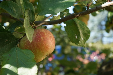 Winterapfel hängt am Baum