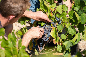 vendanges dans le Beaujolais