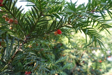 Fototapeta premium Ripe and unripe berries on branches of yew in autumn