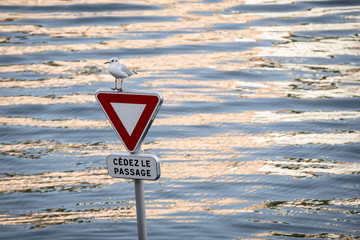 Mouette sur un panneau "c&eacute;dez le passage"