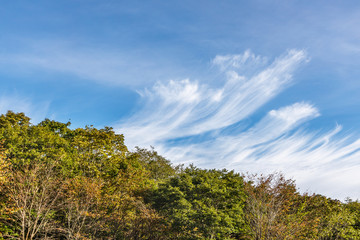 青空と雲と色づき始めた木