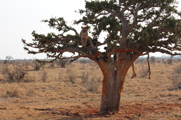 africa safari lion