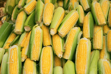 Fresh raw yellow corn in the street market. Organic product suitable for vegeterians and vegans. Healthy food concept background