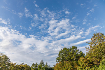 Obraz premium 青空と雲と色づき始めた木