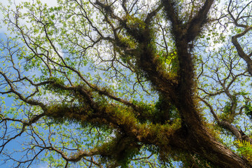 close up view of tree trunk covered in moss