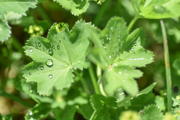 Drops of dew on green leaves