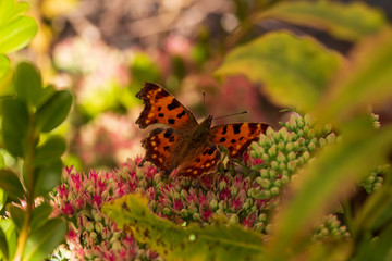 butterfly on a flower