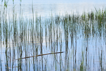 Grass on the lake, summer