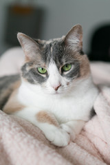 Cute calico cat crossing paws and sitting on pink fuzzy blanket, green eyes, close up