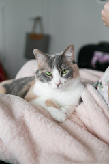Cute calico cat crossing paws and sitting on pink fuzzy blanket, green eyes, close up