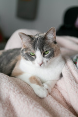 Cute calico cat crossing paws and sitting on pink fuzzy blanket, green eyes, close up