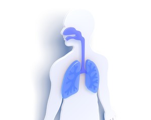 Anatomical 3d illustration of the inside of a human body showing the respiratory system. On white background with shadow.