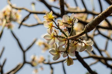 flower branch of a tree