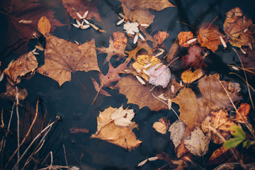 Leaves in the lake