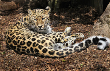 Amur Leopard