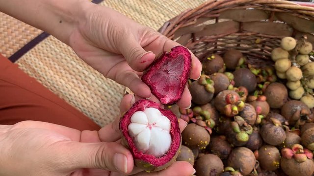 hands of woman with mangosteen