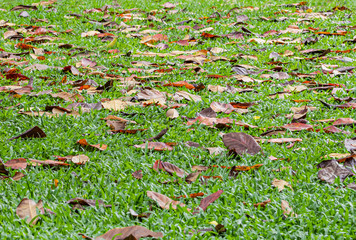 The leaves fall on the lawn