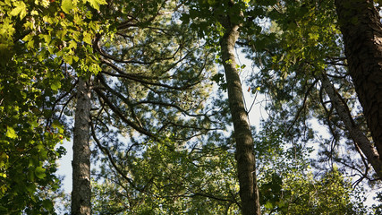 Fototapeta premium A view of a forest canopy in North Carolina