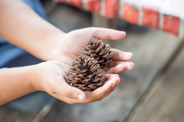 human holding pine cone for decorate Christmas tree and copy space