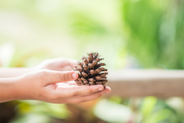 human holding pine cone for decorate Christmas tree and copy space