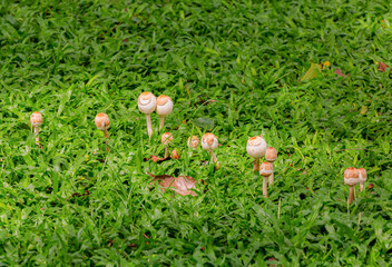A group of wild mushrooms on the lawn