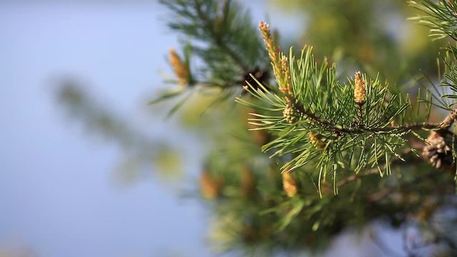 Christmas tree, Pine tree branch , Close up of conifer cone blowing in wind. Close - up of young spruce branches
