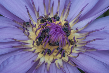 Top View of Beautiful Lotus and bees, Natural purple lotus background, Close-up of tropical lotus flower.