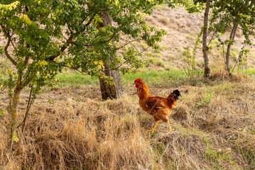 pollo moviéndose entre la hierbas