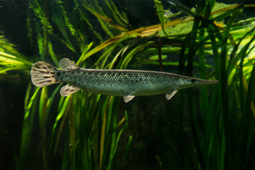  The Florida gar (Lepisosteus platyrhincus).