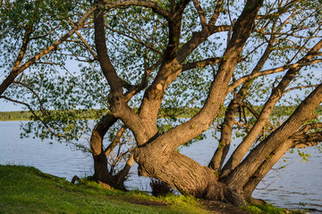 Obraz premium Old crooked tree by the lake. Bright yellow sunset by the water in summer