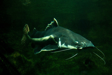  Giant pangasius, paroon shark, pangasid-catfish, Chao Phraya giant catfish (Pangasius...