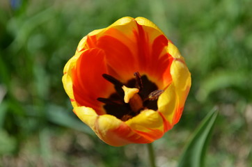 Obraz premium red and yellow tulips