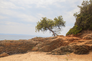 Lonely tree on rocks by the sea against sky