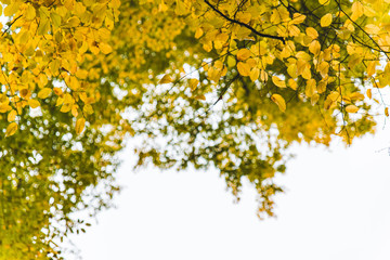 view of tree branch with yellow leaves autumn fall season