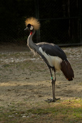 The black crowned crane (Balearica pavonina).
