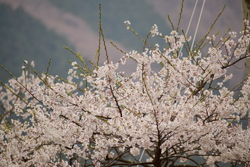 淡墨桜